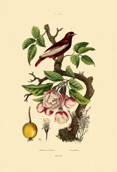 Apfel